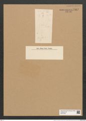 Fragilaria an var. vitrea (Kuetz.) (de-Toni-Nr.: Genus 73, Species 2708) Zeichnungen Sammlung Grunow Nr. 5562 (NHMW-BOT-W0374025)
